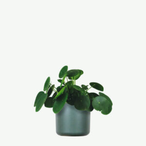 Monstera Deliciosa