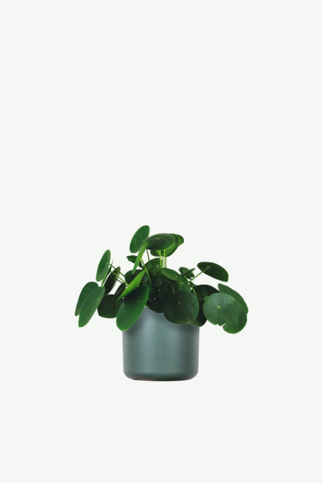 Monstera Deliciosa
