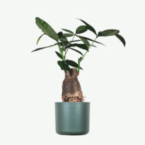 Zz Plants