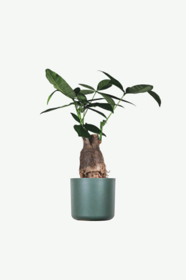 Zz Plants