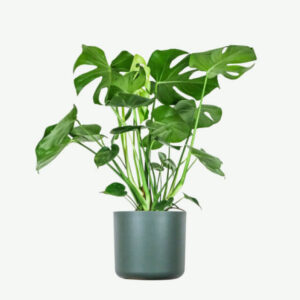 Alocasia Regal Shield