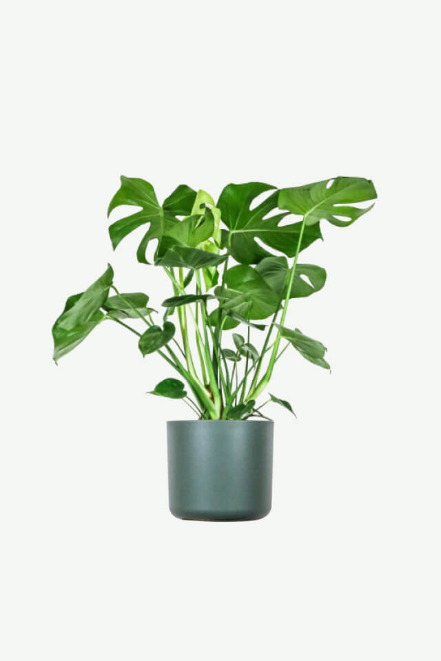 Alocasia Regal Shield