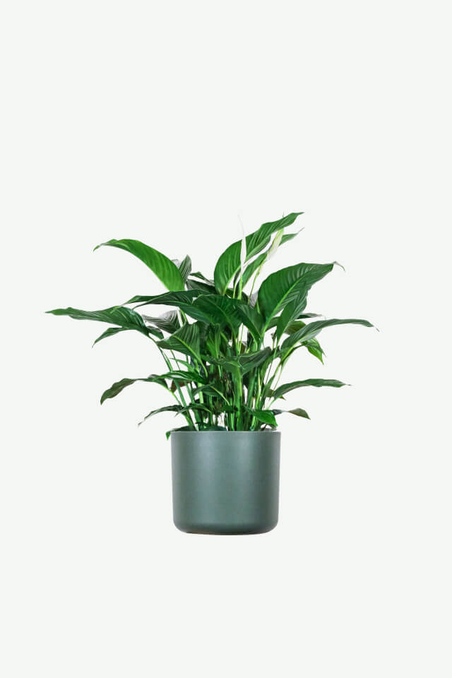 Calathea Rufibarba