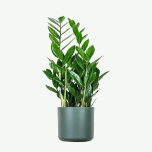 Aralia Ming