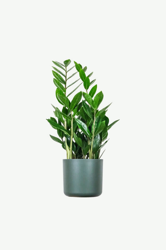 Aralia Ming