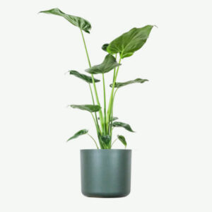Dracaena Lisa