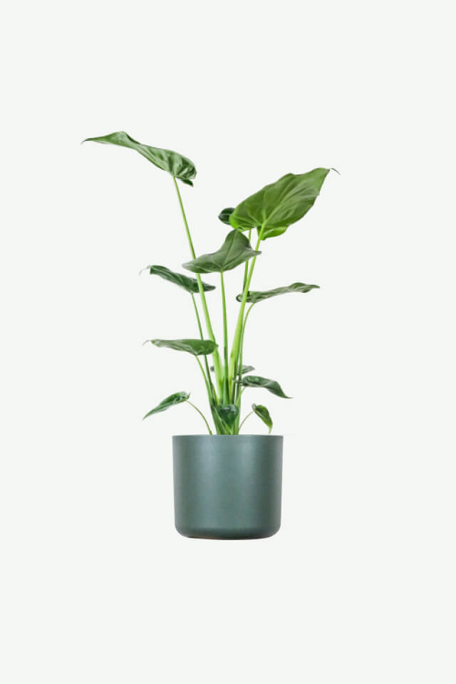 Dracaena Lisa