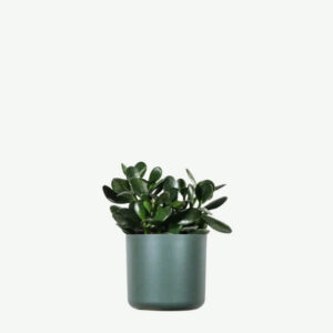 Hoya Obovatum
