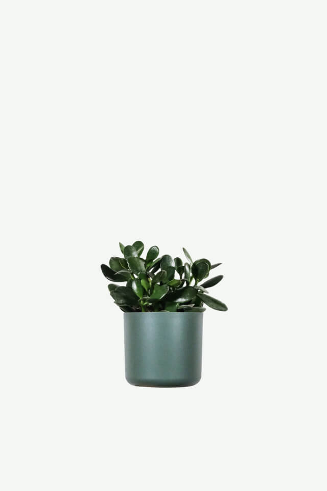 Hoya Obovatum