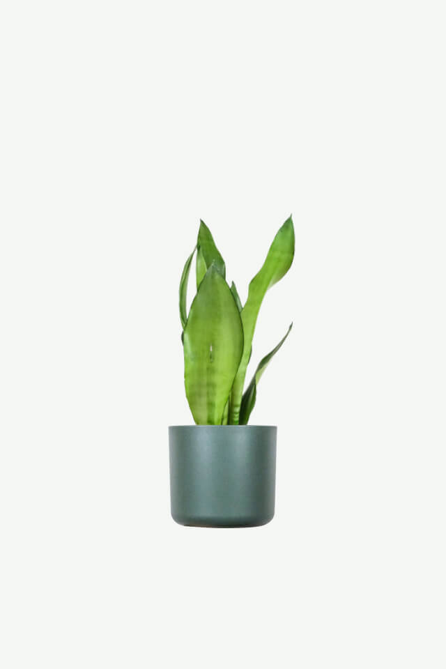Ficus Decora Cabernet