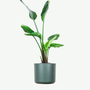 Calathea Beauty Star