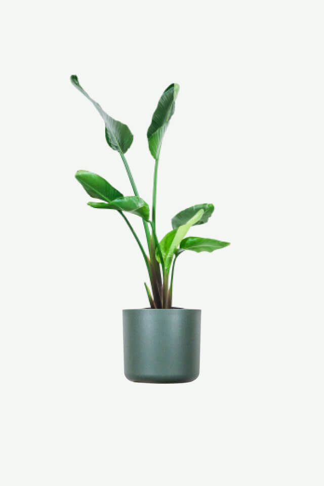 Calathea Beauty Star