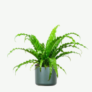 Pilea Peperomioides