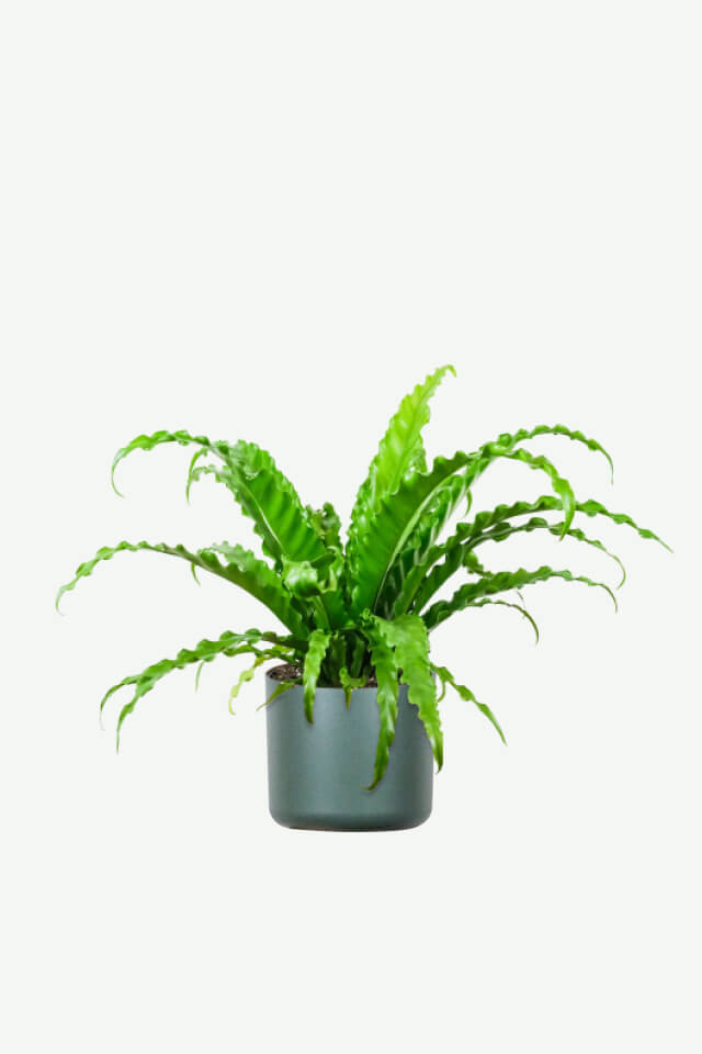Pilea Peperomioides