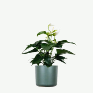 Peperomia Lemon Lime
