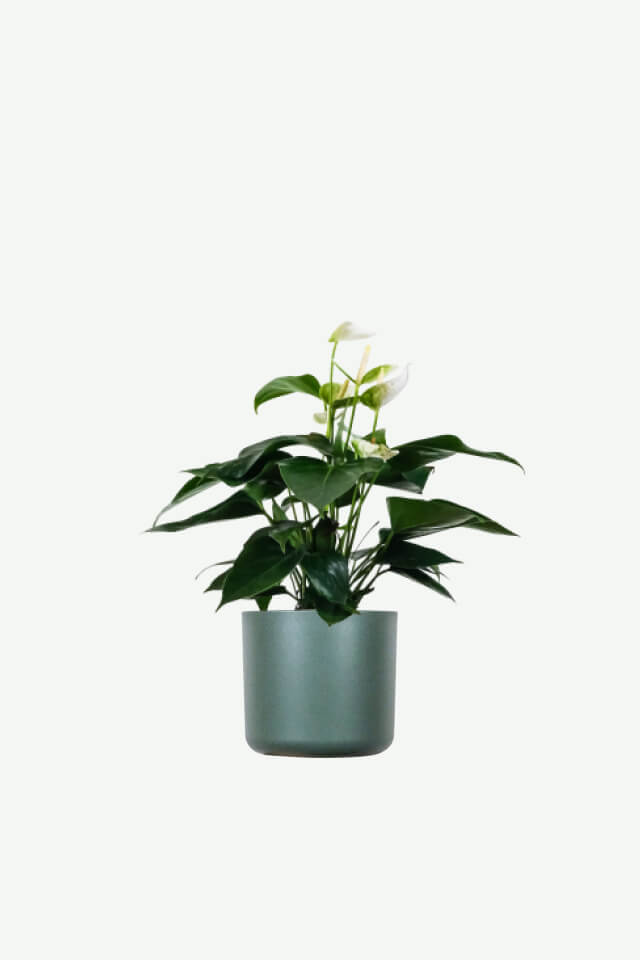 Peperomia Lemon Lime